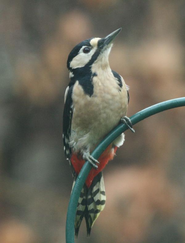 Great Spotted Woodpecker