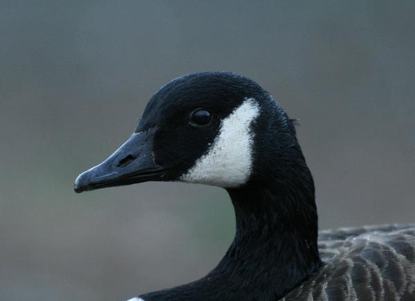 Canada Goose