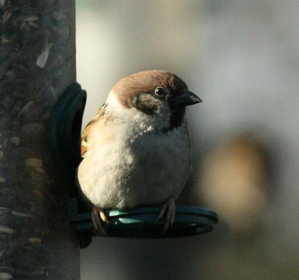 Tree Sparrow