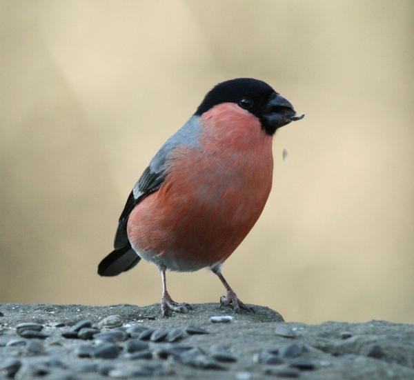 Bullfinch