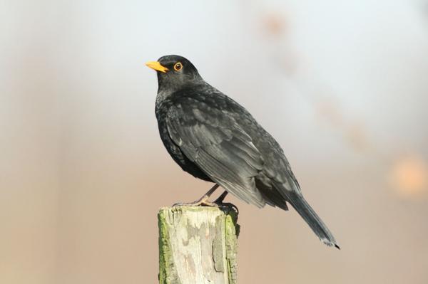 Blackbird Blackbird