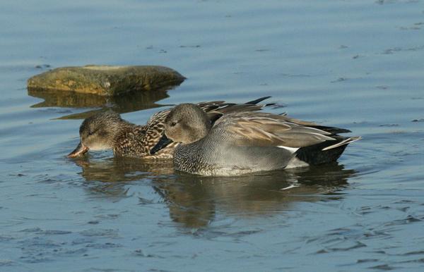 Gadwall Gadwall