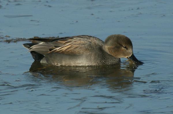 Gadwall Gadwall