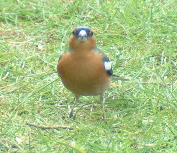 Chaffinch Chaffinch