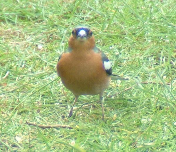 Chaffinch