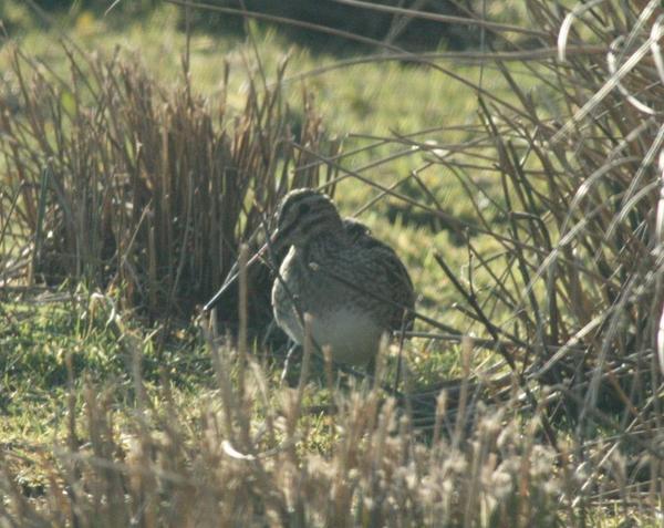 Common Snipe Common Snipe