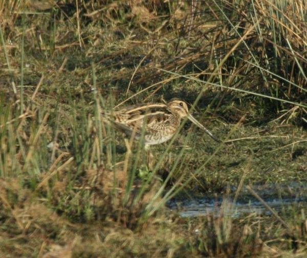 Common Snipe Common Snipe