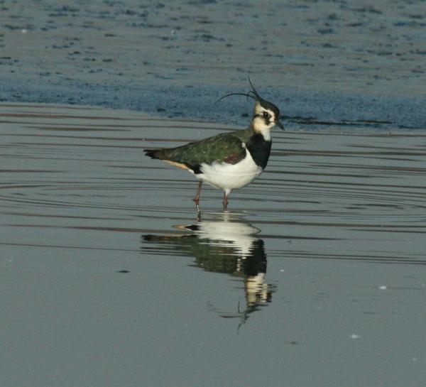 Lapwing Lapwing