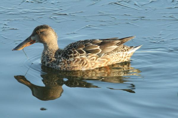 Northern Shoveler Northern Shoveler