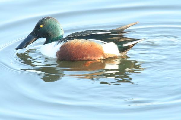 Northern Shoveler Northern Shoveler