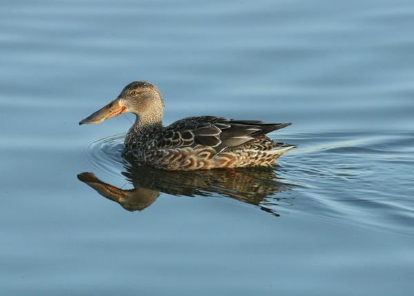 Northern Shoveler