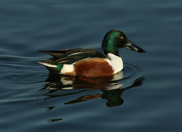 Northern Shoveler Northern Shoveler