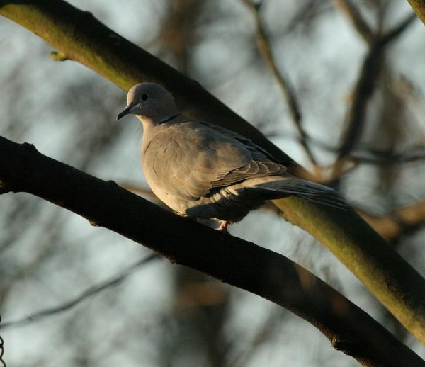 Eurasian Collared Dove