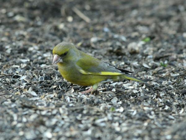 European Greenfinch European Greenfinch