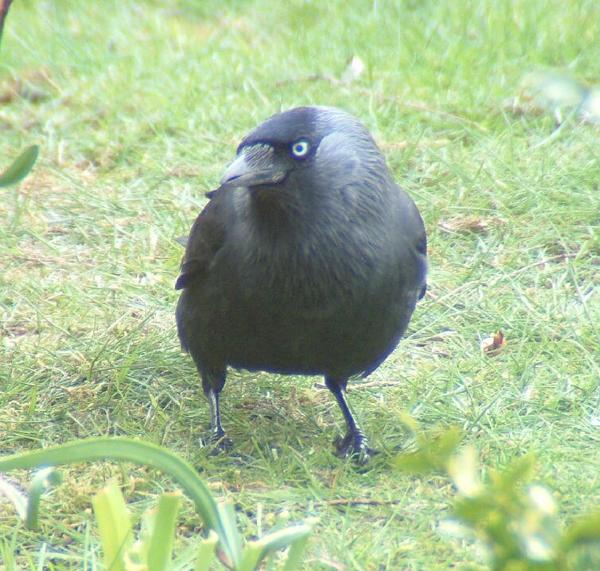 Eurasian Jackdaw Eurasian Jackdaw