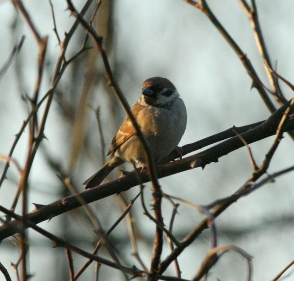 Tree Sparrow Tree Sparrow