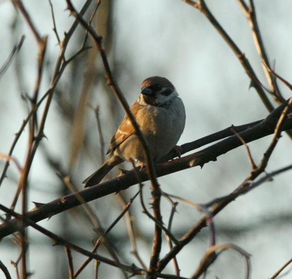 Tree Sparrow