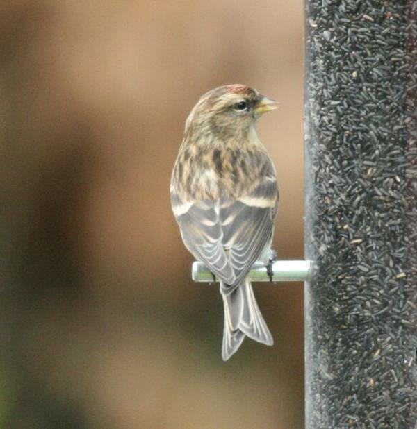 Common Red Poll Common Red Poll