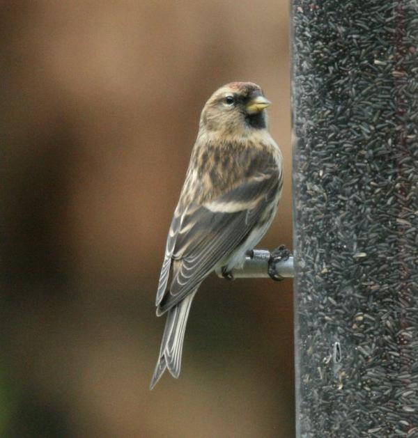 Common Red Poll Common Red Poll