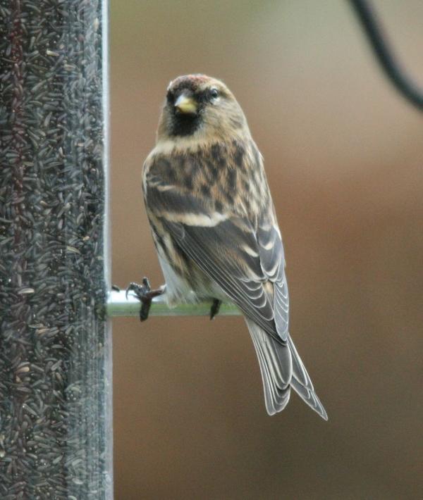 Common Red Poll Common Red Poll