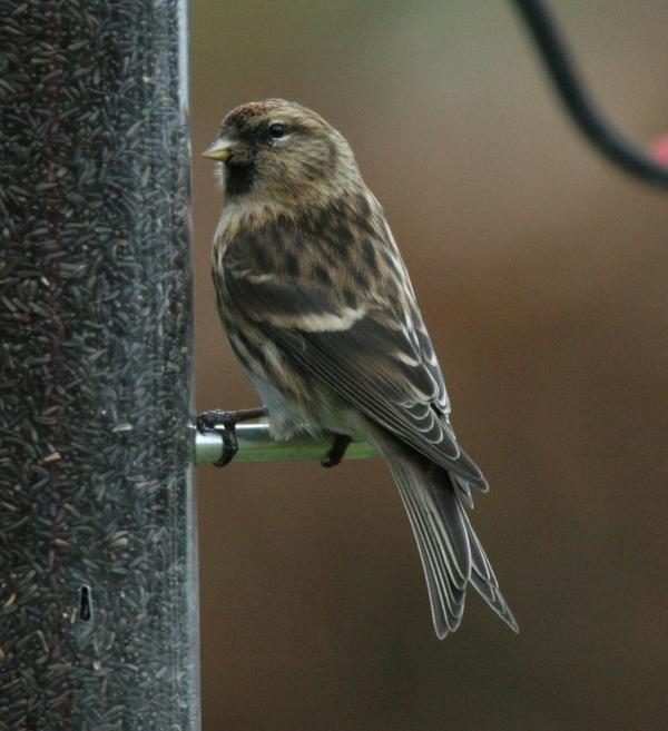 Common Red Poll