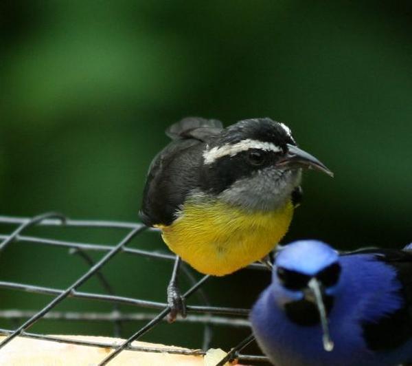 Bananaquit