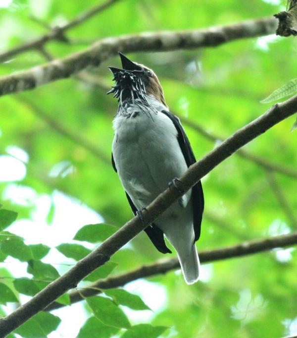 Bearded Bellbird