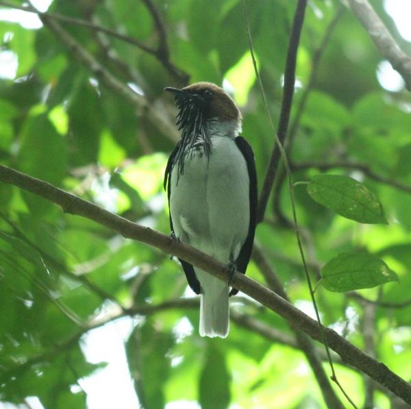 Bearded Bellbird