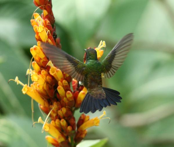 Copper-rumped Hummingbird