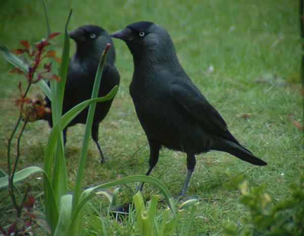 Eurasian Jackdaw Eurasian Jackdaw