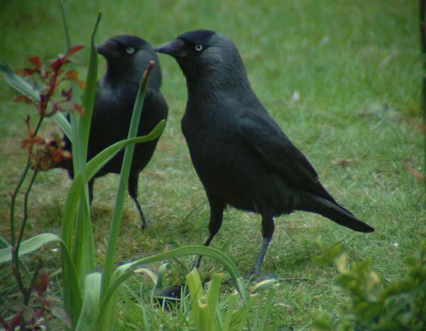 Eurasian Jackdaw