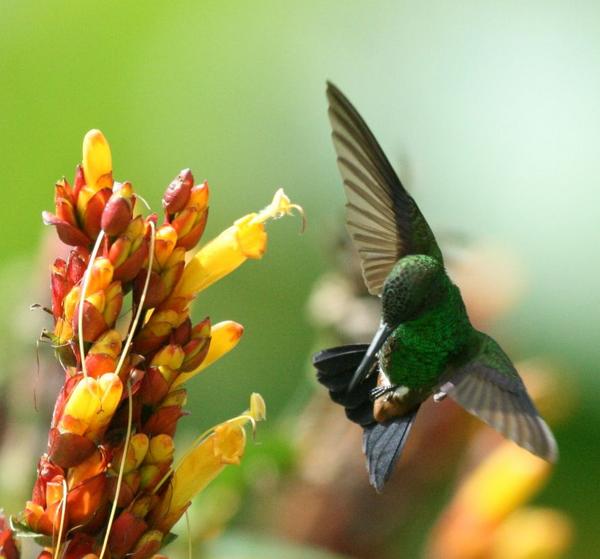 Copper-rumped Hummingbird Copper-rumped Hummingbird