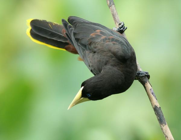 Crested Oropendola Crested Oropendola