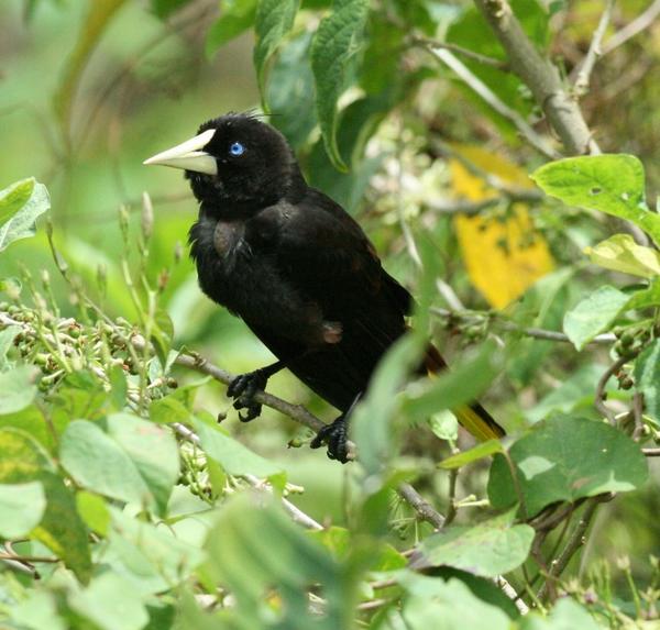 Crested Oropendola Crested Oropendola