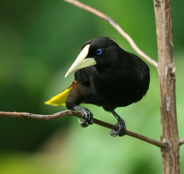 Crested Oropendola