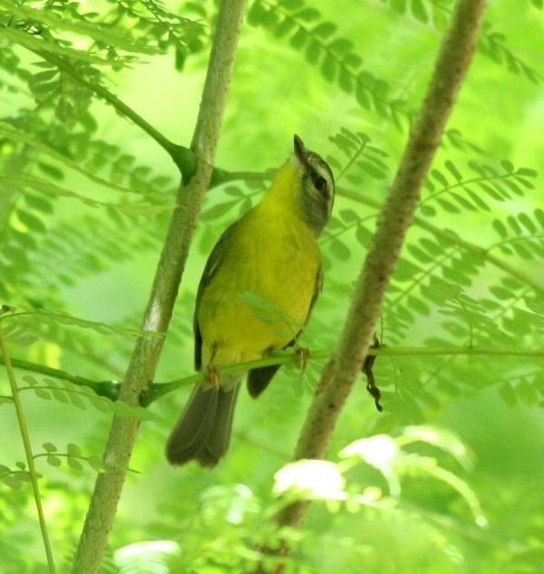 Golden-crowned Warbler Golden-crowned Warbler