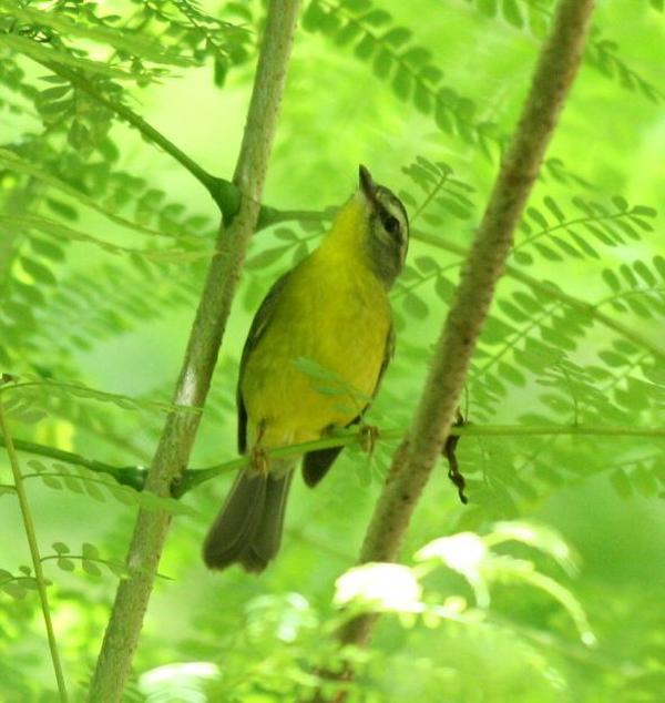 Golden-crowned Warbler