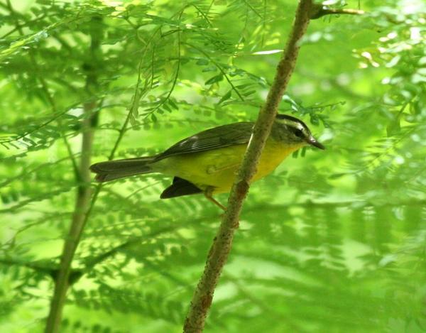 Golden-crowned Warbler