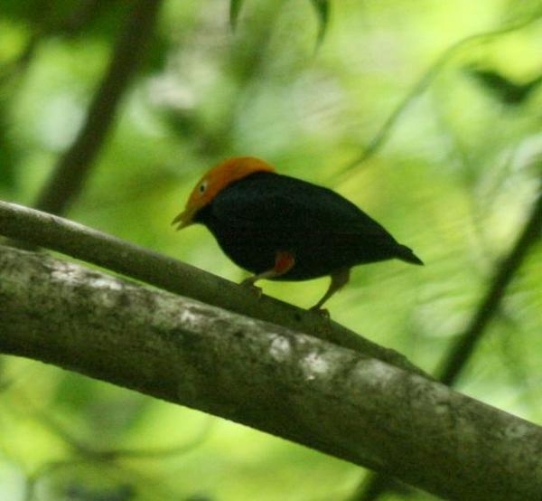 Golden-headed Manakin