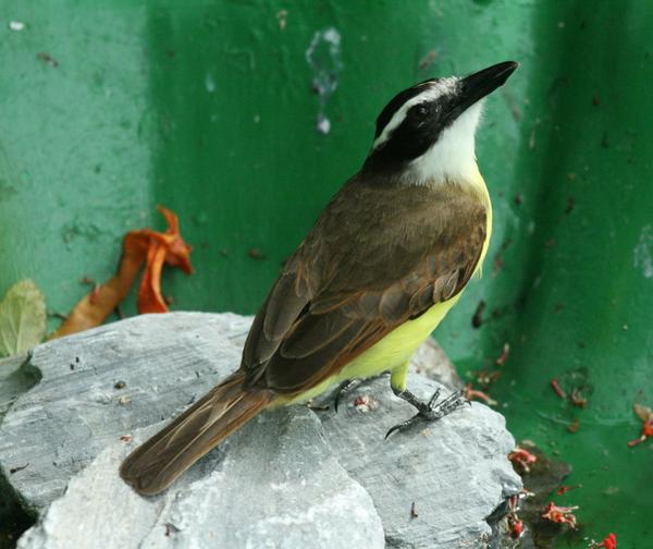 Great Kiskadee Great Kiskadee