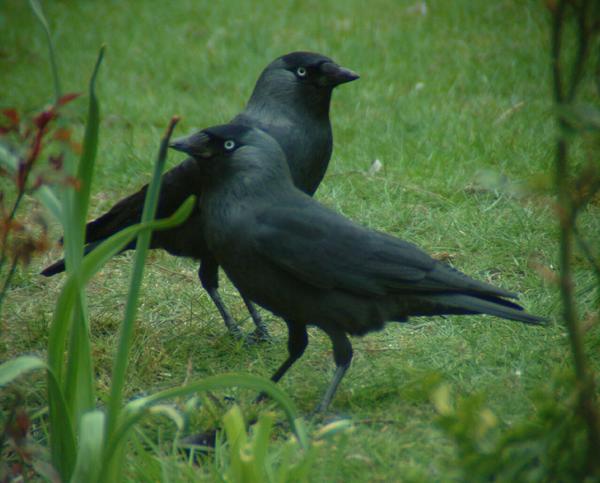 Eurasian Jackdaw Eurasian Jackdaw