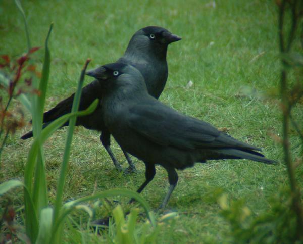 Eurasian Jackdaw