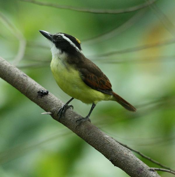 Great Kiskadee Great Kiskadee