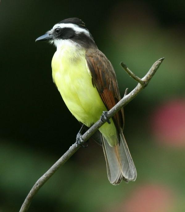 Great Kiskadee Great Kiskadee