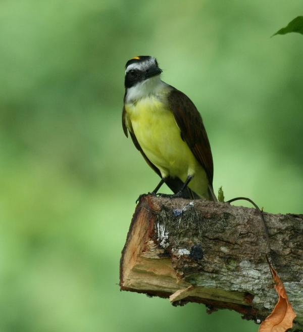 Great Kiskadee Great Kiskadee