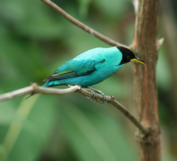 Green Honeycreeper Green Honeycreeper