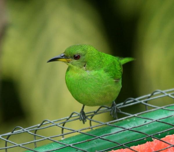Green Honeycreeper Green Honeycreeper