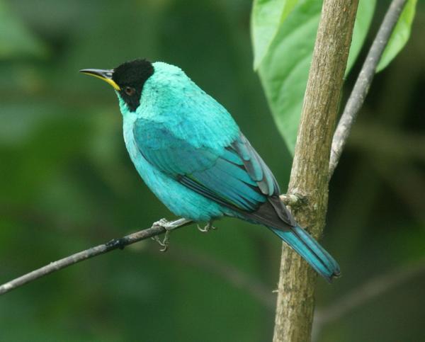 Green Honeycreeper Green Honeycreeper