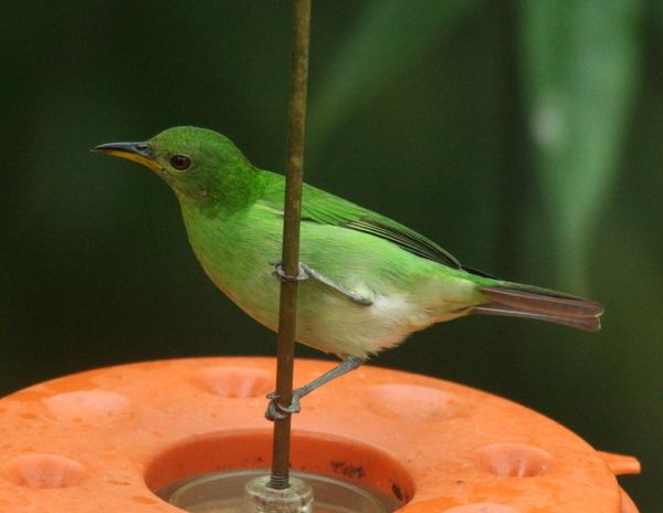 Green Honeycreeper Green Honeycreeper