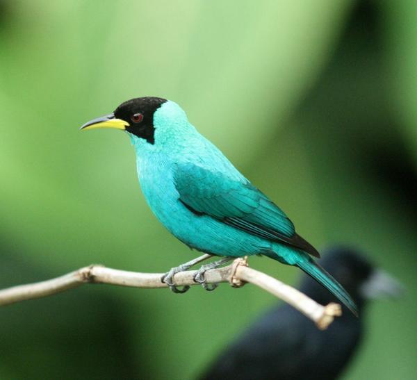 Green Honeycreeper Green Honeycreeper
